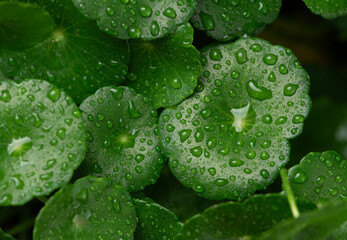 Sticker - Water Pennywort, marshpennywort (Hydrocotyle umbellate, Apiaceae) in tropical garden.