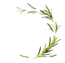 Fresh Green Organic Rosemary Leaves Flying On Transparent Background. Ingredient, Spice For Cooking. Frame Collection For Design