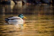 Solitary Duck Swimming In A Tranquil Aquatic Environment.