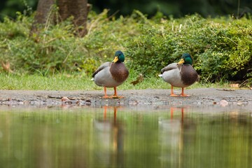 Poster - Ducks standing on a tranquil lake surrounded by lush greenery in the background