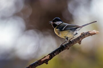 Closeup of a great tit perched on a leafless tree branch