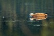 Ogar duck (Tadorna ferruginea) gliding through the tranquil waters of a picturesque lake