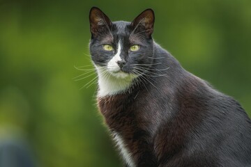 Poster - Black and white cat in a sunlit outdoor setting, with trees in the background