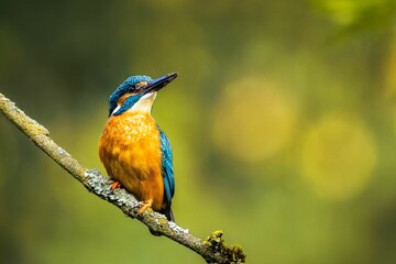 Poster - Close-up shot of a river kingfisher perched on a tree branch in a natural outdoor setting