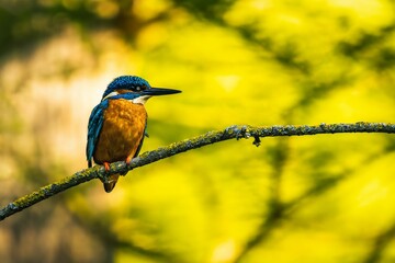 Poster - Close-up shot of a river kingfisher perched on a tree branch in a natural outdoor setting