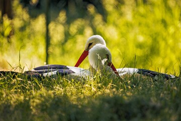 Wall Mural - Couple of white storks resting on a bed of lush green grass.