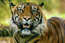 A Tiger Is Sitting In The Grass With His Mouth Open