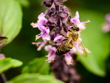 Bee On A Basil Plant