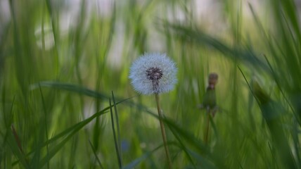 Wall Mural - Single dandelion stands amongst a lush, green field of grass.