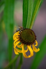 Sticker - Bee perching on Echinacea purpurea