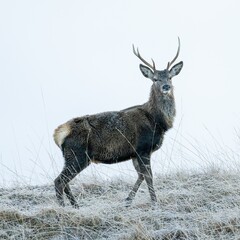 Sticker - Majestic red deer stag standing atop a hilly meadow blanketed with a fresh layer of snow