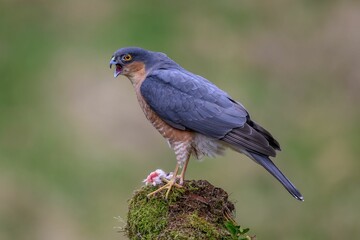 Wall Mural - Sparrowhawk bird perched atop a moss-covered tree stump in a natural outdoor setting