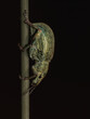 Escarabajo gorgojo verde esmeralda colgado verticalmente en tallo de una flor