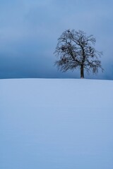 Poster - Vertical shot of a single tree on a snow covered landscape on the top of a hill