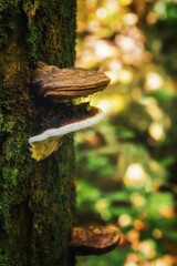 Wall Mural - Closeup shot of a mossy tree trunk with polypore fungi in a jungle setting.