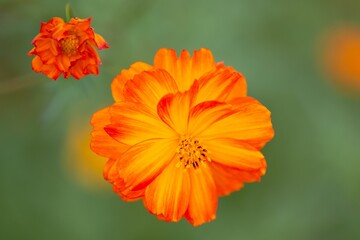 Wall Mural - closeup shot of a vibrant orange cosmos flowers in the garden