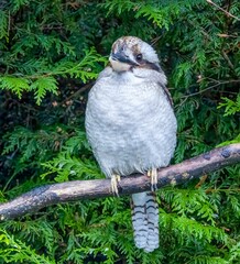 Wall Mural - Kookaburra perched on a branch