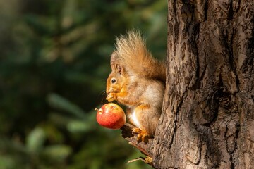 Wall Mural - Scottish red squirrel eating an apple