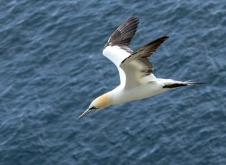 Wall Mural - Elegant northern gannet glides effortlessly against a picturesque background of still water