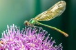Dragonfly on a prickly purple flower.