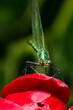 Macro green dragonfly close-up on a red flower.
