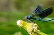 Blue dragonfly on a flower in the wild.