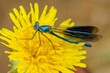Blue dragonfly on a yellow flower.