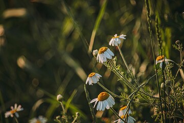 Wall Mural - a bunch of daisies that are by some green grass