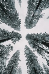 Sticker - Stunning view of a tranquil winter forest in Yosemite Valley