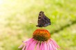 Butterfly sits on a blooming bud of an echinacea flower.