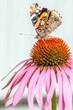 Aglais butterfly on an Echinacea flower.