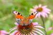 Butterfly sits on a flower in a summer.