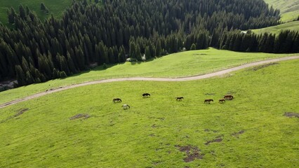 Poster - Aerial of horses grazing in the green field alongside the pathway and the forest