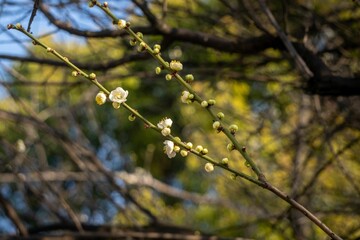 Sticker - Branch with white blossoming flowers against a blurry backdrop.