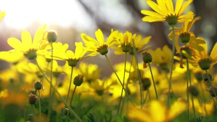 Canvas Print - Scenic view of yellow wild flowers in the meadow on a sunny summer day