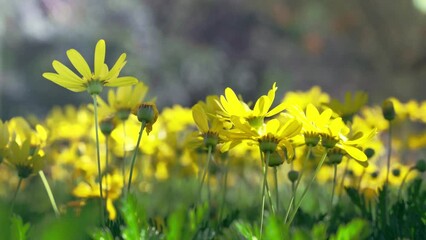 Canvas Print - Scenic view of yellow wild flowers in the meadow on a sunny summer day