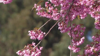 Closeup video of a blooming cherry tree with pink flowers on a blurred background