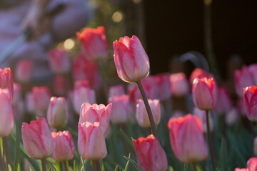 Canvas Print - Vibrant landscape featuring a lush field of pink flowers basking in the bright sunlight