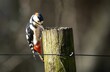 Selective focus of a woodpecker on a wooden pole outdoors