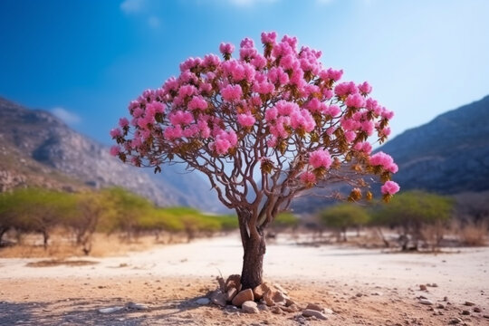 Wall Mural -  - Lone bonsai tree with pink flower in an arid landscape