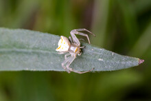 Specimen Of White Crab Spider - Thomisus Onustus Thomisidae