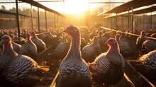Group Of Turkeys In A Farm Cage At Sunset