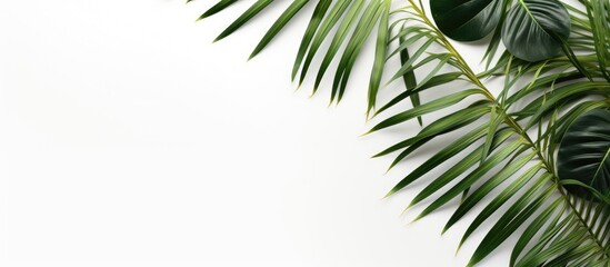 Poster - Tropical palm leaves placed on a white background, representing the summer concept. is taken from a top-down perspective, showcasing a flat lay arrangement with empty space for text.