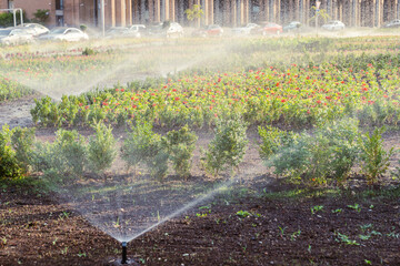 Sprinkler watering flowers on a hot day in a city park. Irrigation system, irrigation of flower beds, park infrastructure, grass, flowers, drop, droplet