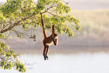 Spider Monkey Feeding Over The Lagoon, Osa Peninsula, Costa Rica
