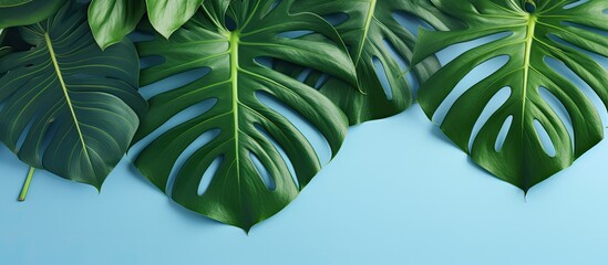 Sticker - Monstera leaves arranged on a blue background. is taken from a top-down perspective with empty space around the leaves. summery background with a natural theme showcasing creative minimalism and