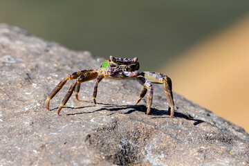 Wall Mural - crab
