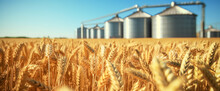 Silos In A Wheat Field. Storage Of Agricultural Production.