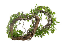 Twisted Wild Liana Jungle Vines Plant Growing On Tree Branch .isolated On Transparent Background . Made With Generative Ai.	
