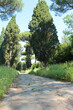 Cypress and Pine Trees on Via Appia Antica
